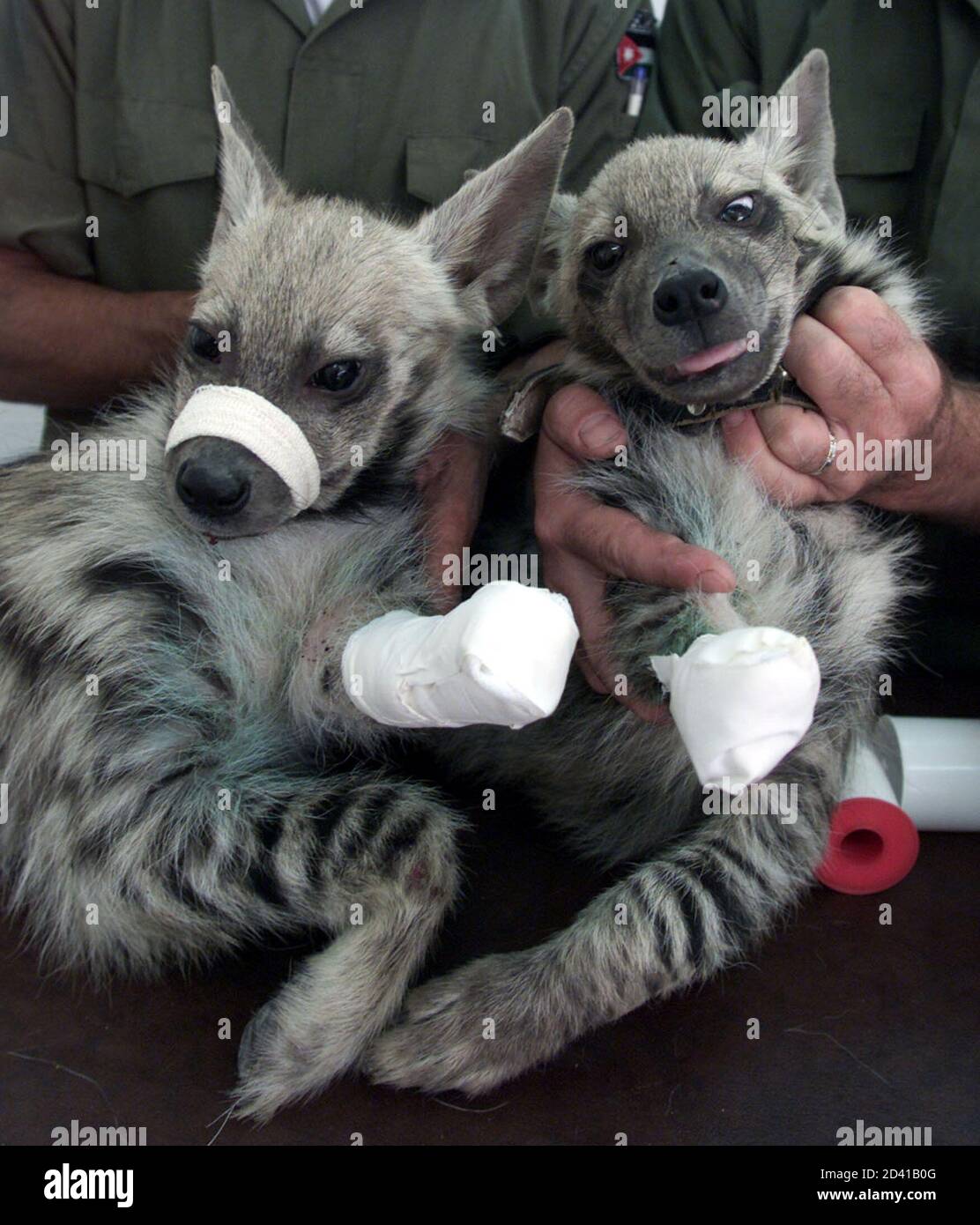 Three month old hyenas Simsim (L) and Samid are held by two vets from  Jordan's only animal protection society SPANA clinic near Amman November 4,  2001. The only shelter for maltreated animals