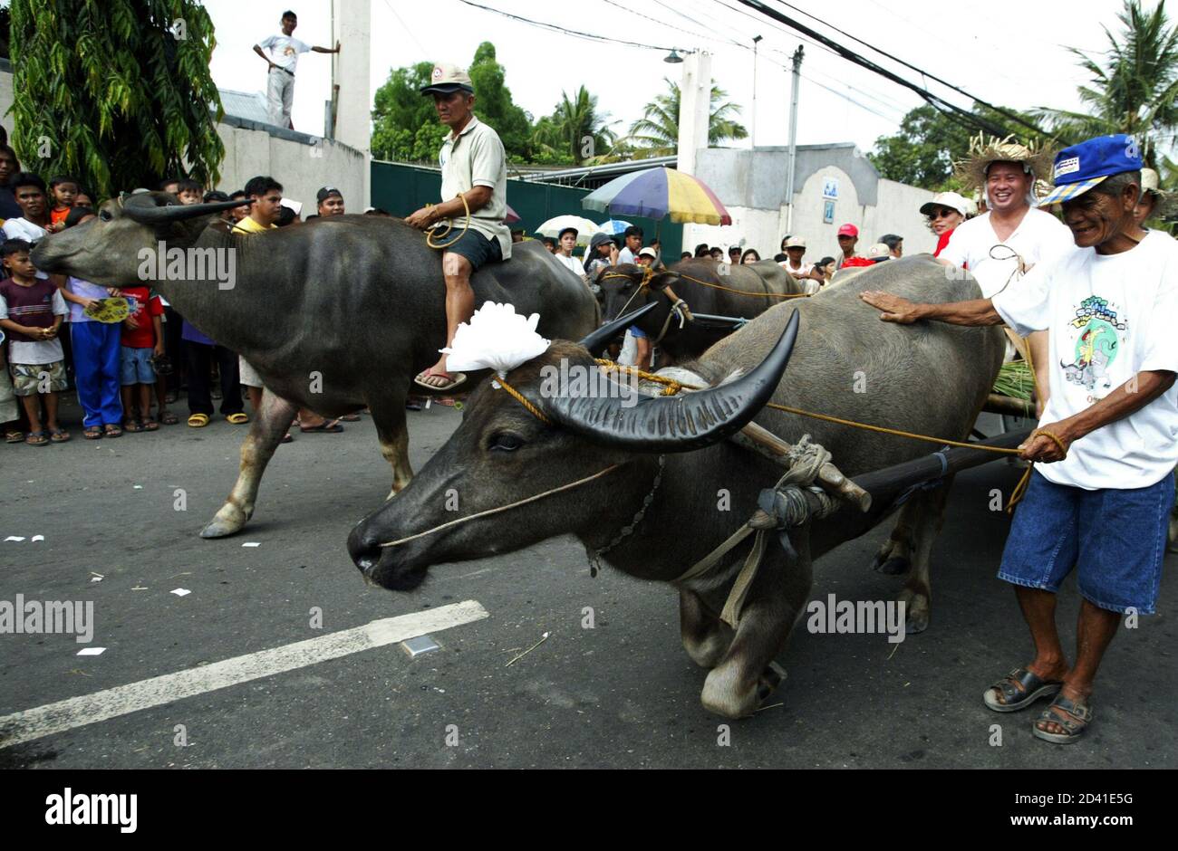 A Filipino farmer coaxes his buffalo locally known as into kneeling along the road in the town Pulilan in Bulacan province north of Manila May 14, 2003. The farmers