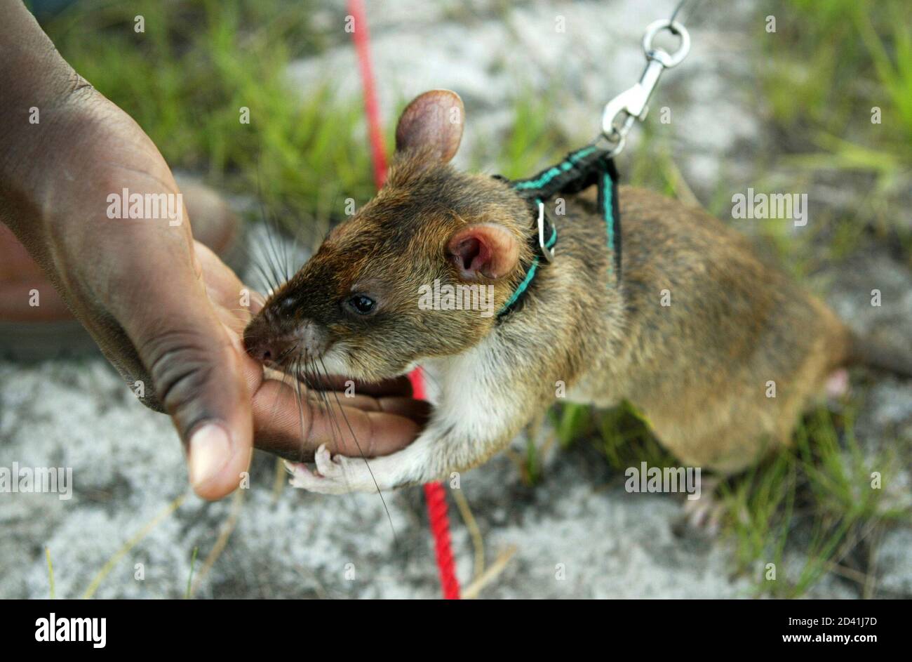 Cricetomys hires stock photography and images Alamy