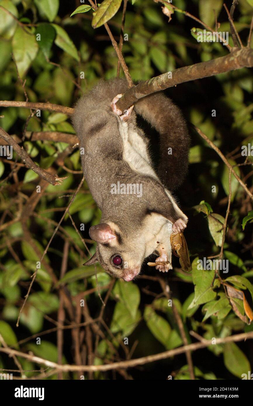 Sugar Glider feeding on an insect Stock Photo Alamy