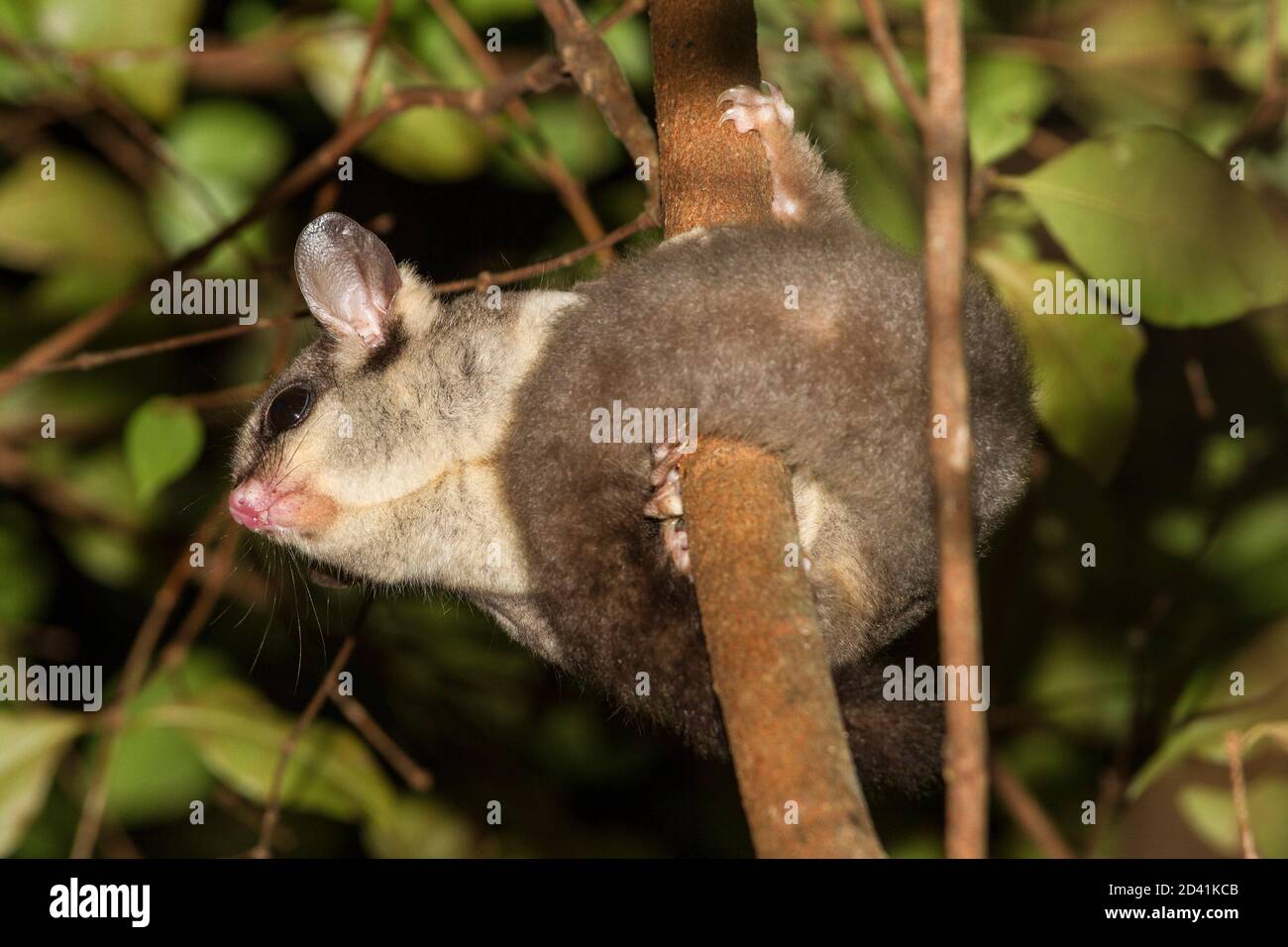 Sugar Glider hunting in tree Stock Photo Alamy