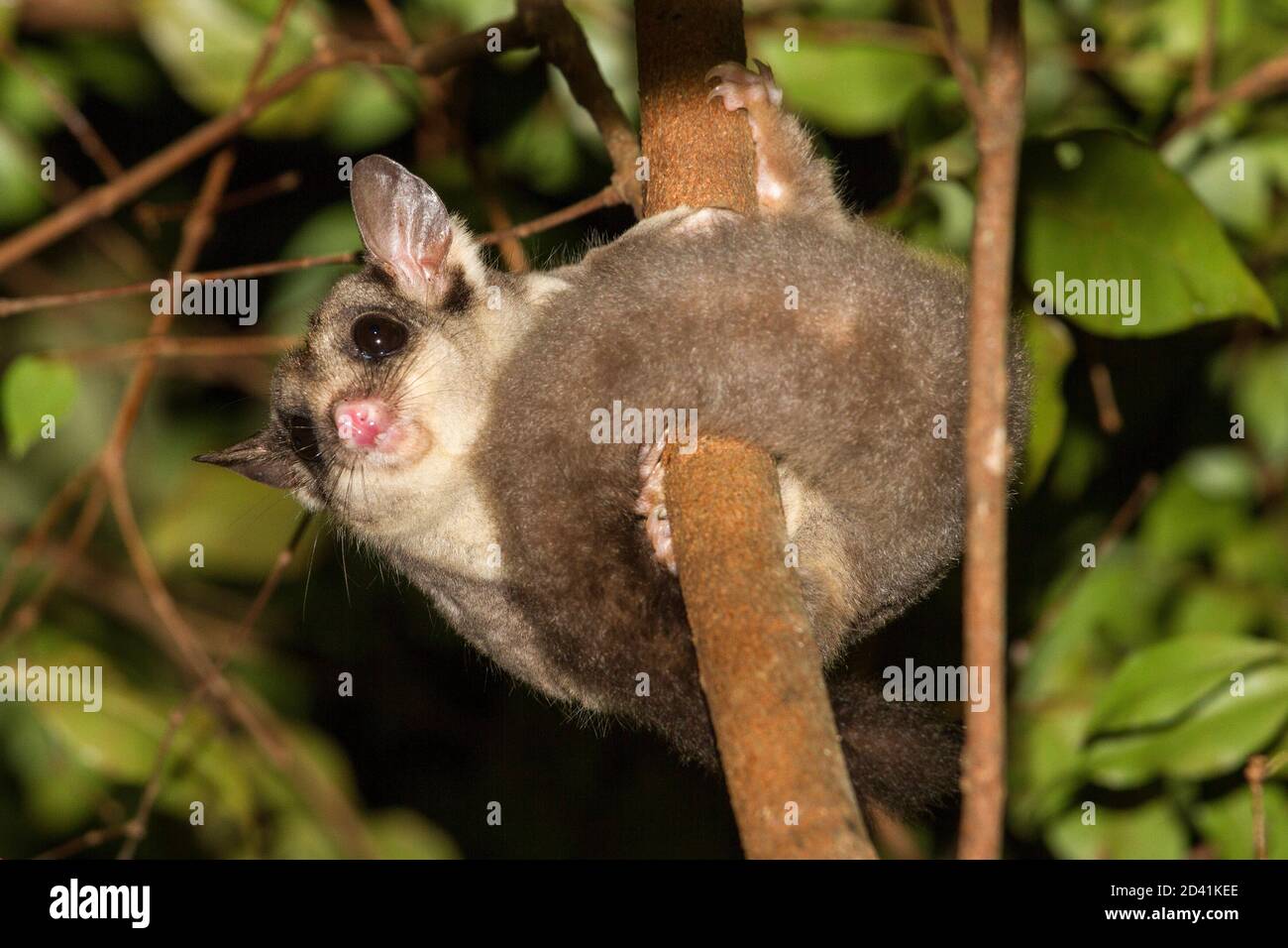 Sugar Glider hunting in tree Stock Photo Alamy