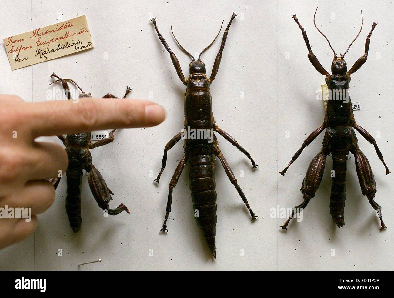 Lord howe insect hi-res stock photography and images - Alamy