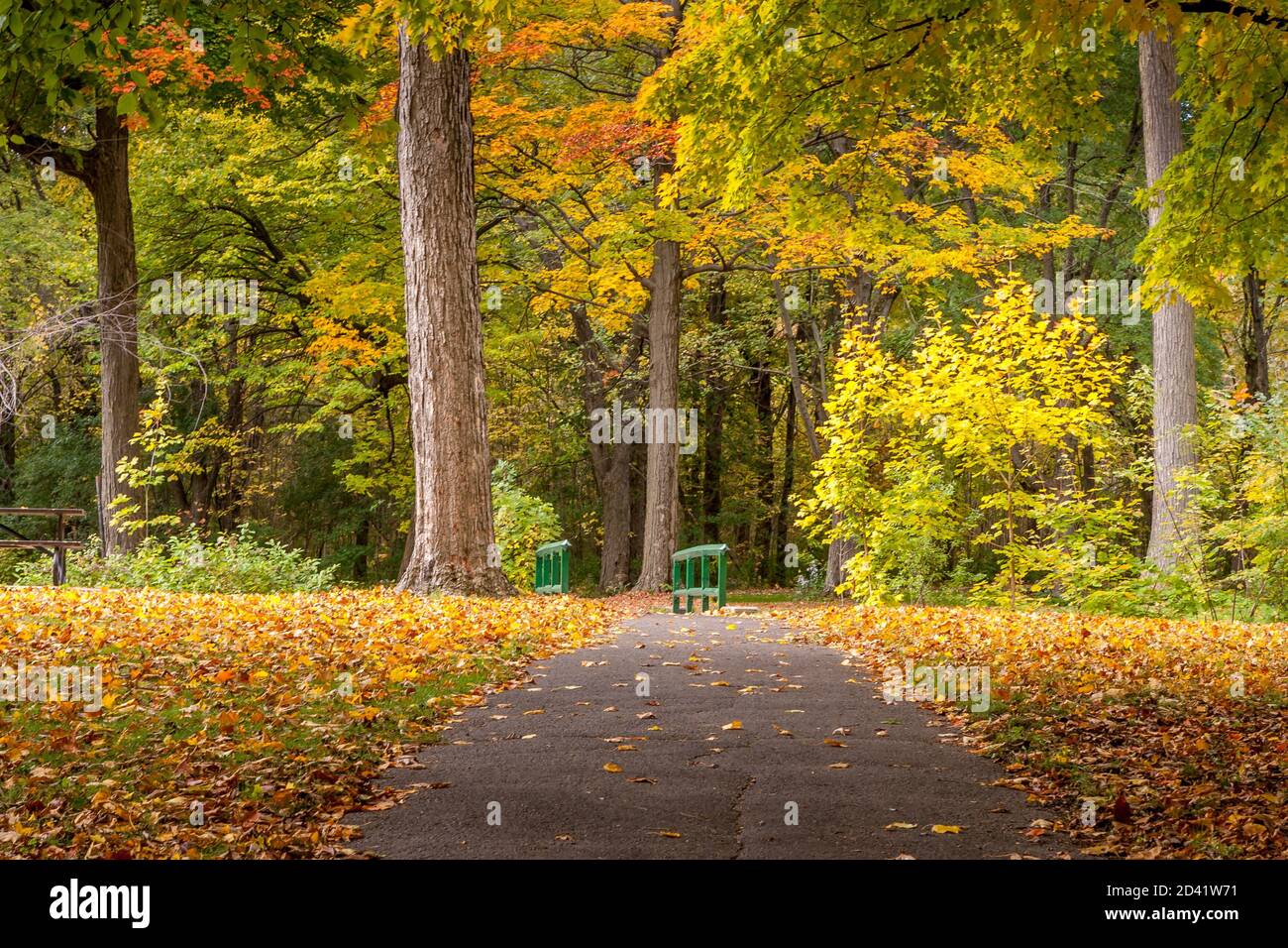 Footpath surrounded by maple trees in fall colors. The ground is filled with fallen leaves. Stock Photo