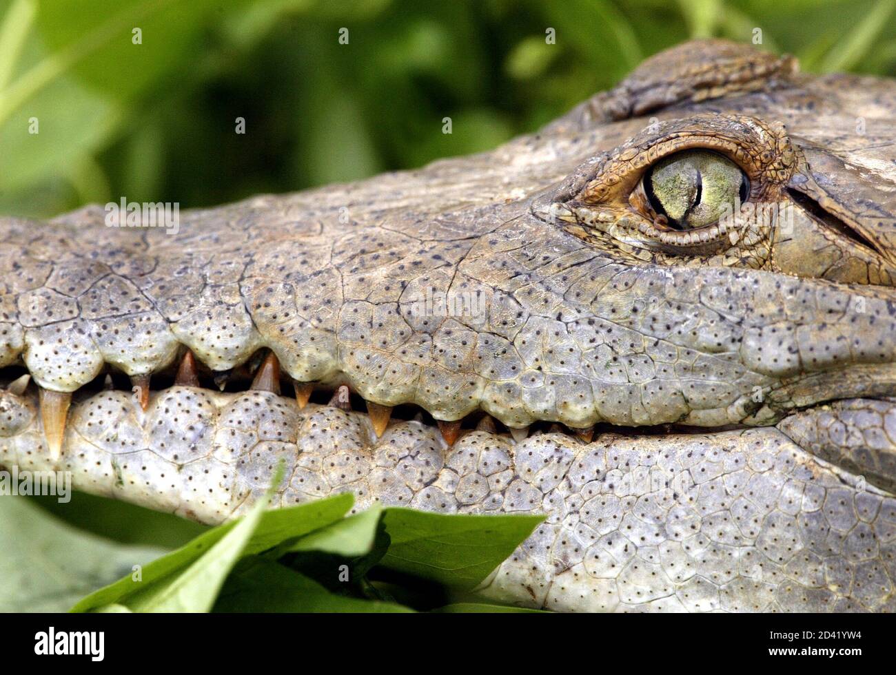 Orinoco crocodile hires stock photography and images Alamy