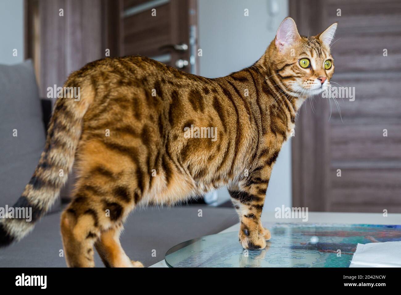 Closeup of a cute Bengal cat on a table in a house with a blurry ...