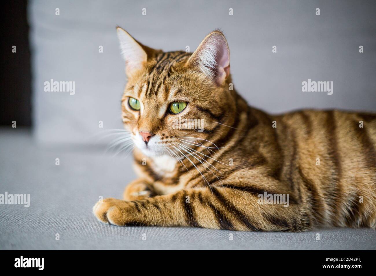 Closeup of an adorable Bengal cat lying on the floor with a blurry ...