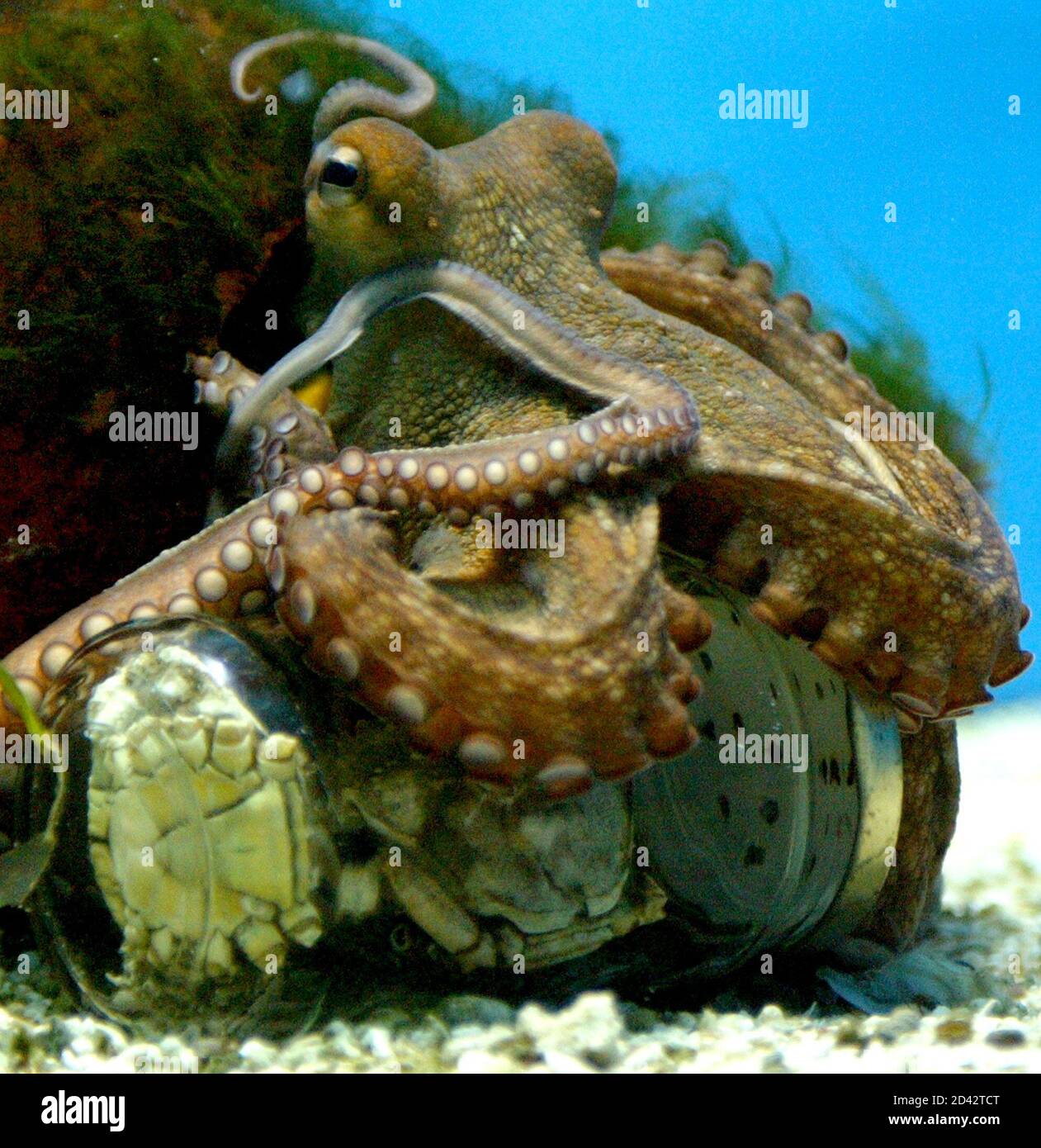 Hellabrunn zoo octopus hi-res stock photography and images - Alamy