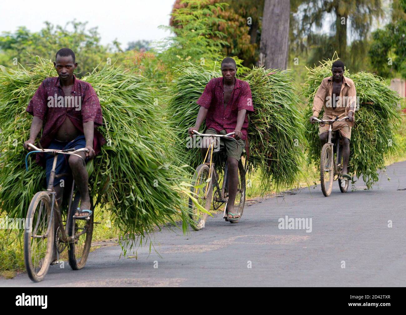 PHOTO TAKEN 03MAY03 - Burundan villagers in Kajaga, 6 km from the capital  city Bujumbura, ride their bicycle loaded with bundles of grass for cattle  feed May 3, 2003. [Due to
