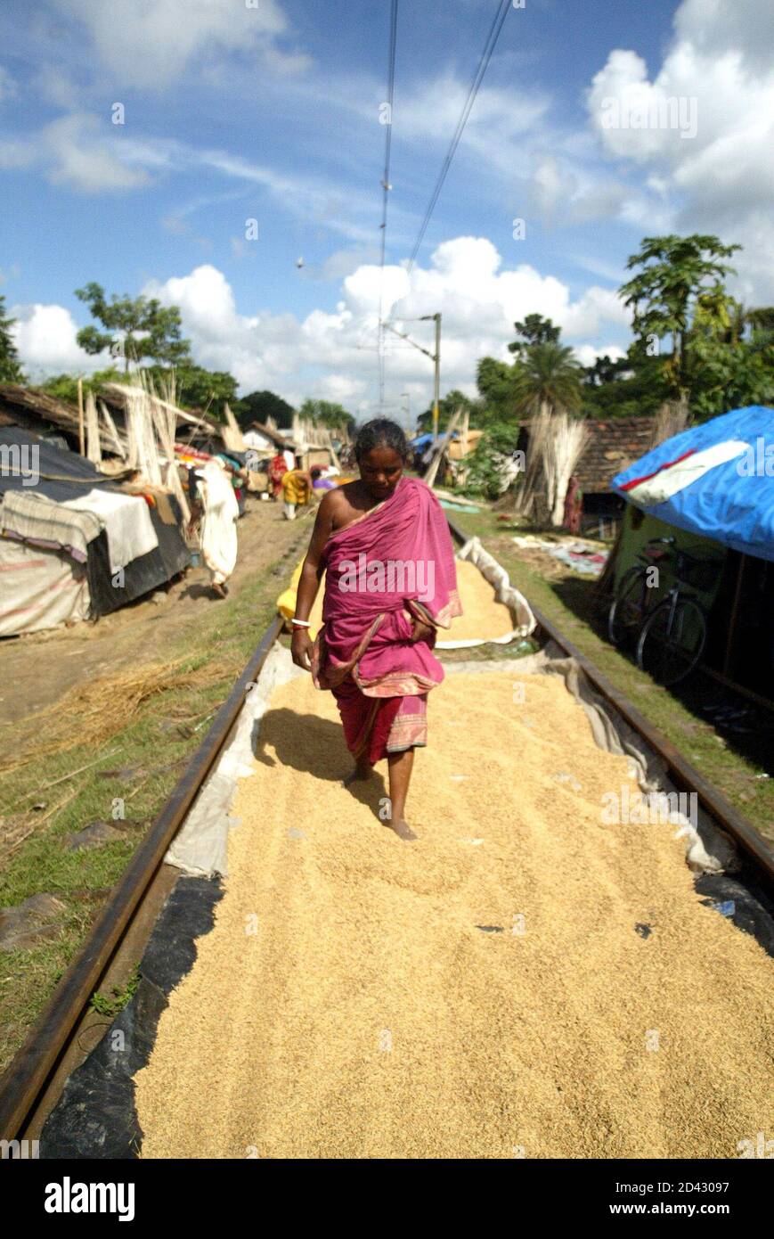 An Indian flood victim dries paddy on a railway line in Banga, near the Bangladesh border 77 km (48 miles) north from the eastern Indian city of Calcutta September 21, 2004. Fresh flooding left 150,000 homeless in West Bengal and authorities were struggling to get emergency supplies to cut-off villages, officials said on Monday. South Asia floods have killed more than 2,000 people since June and made millions homeless in low-lying eastern India and neighbouring Bangladesh and cost billions of dollars in damage. REUTERS/Sucheta Das  SD//CP Stock Photo