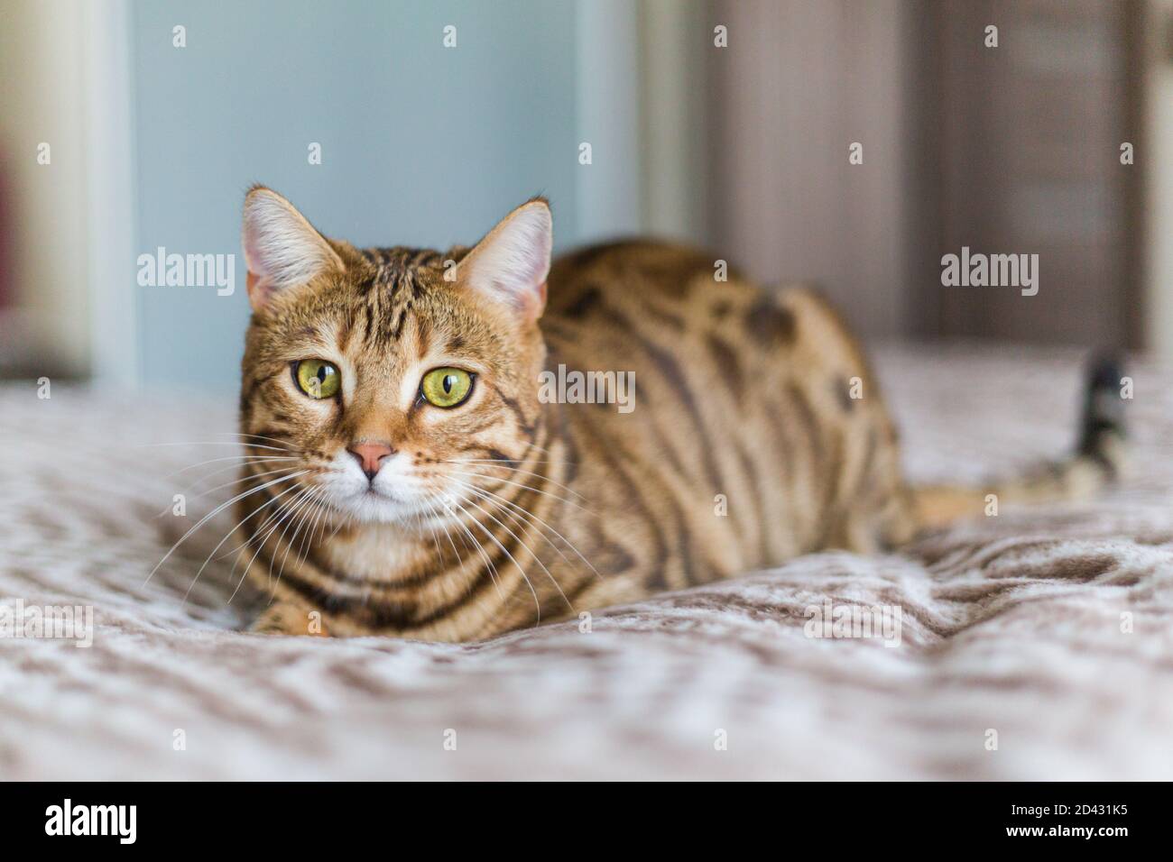 Closeup of a cute domestic Bengal cat lying on a bed with a blurry background Stock Photo Alamy