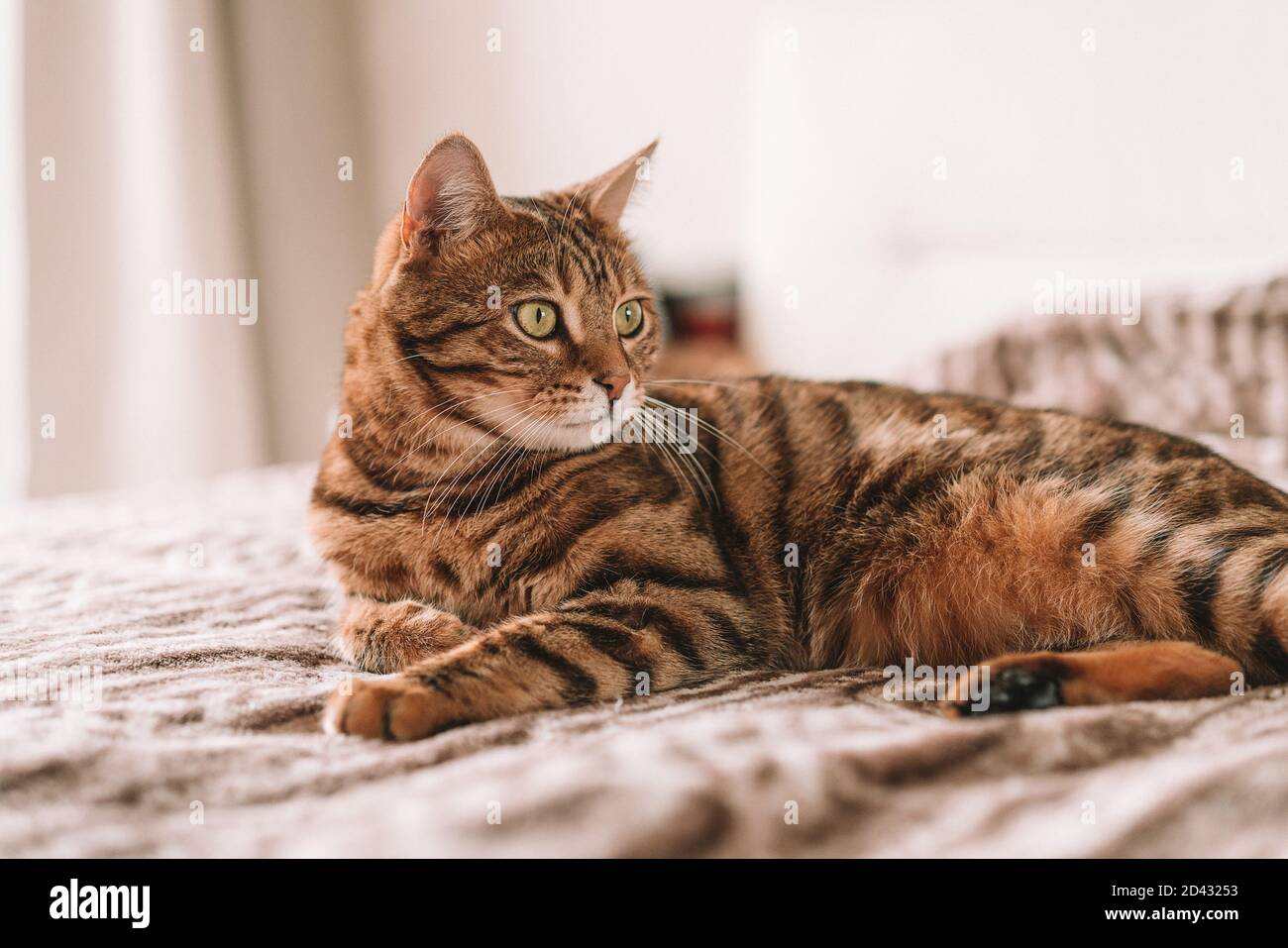 Closeup of a cute domestic Bengal cat lying on a bed with a blurry ...