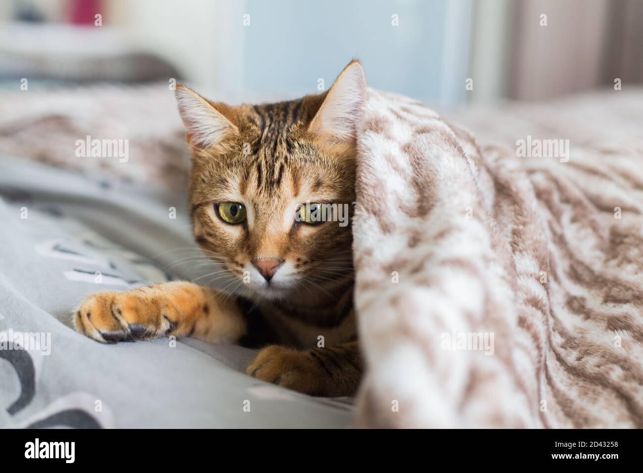 Closeup of a cute Bengal cat on a bed covered with a fluffy blanket ...