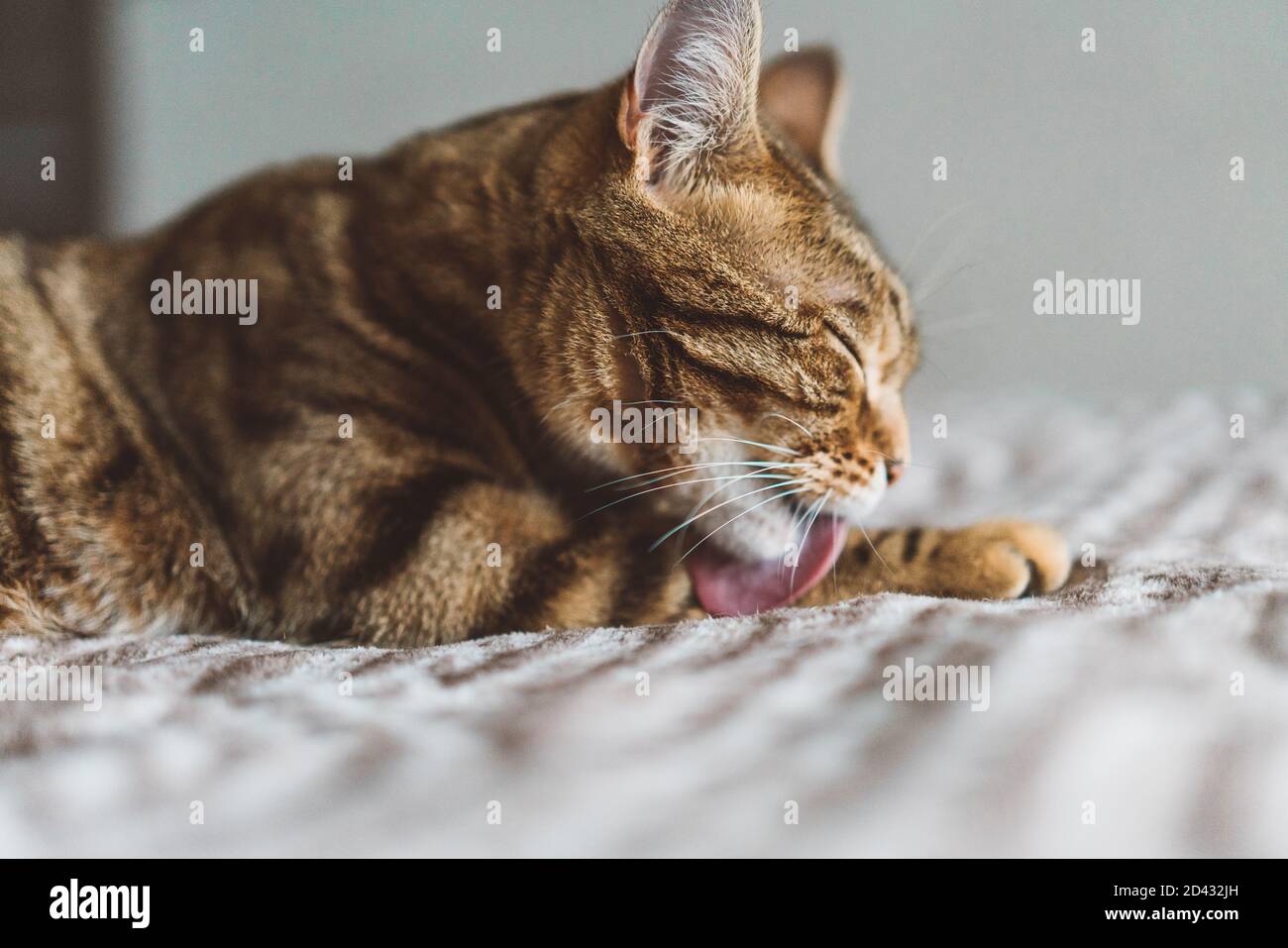 Closeup of a cute Bengal cat licking itself while lying on a bed with a ...