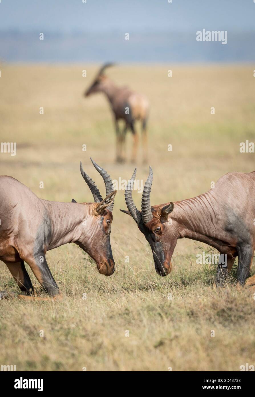 Vertical portrait of two topi antelope fighting in grass plains of Masai Mara in Kenya Stock Photo