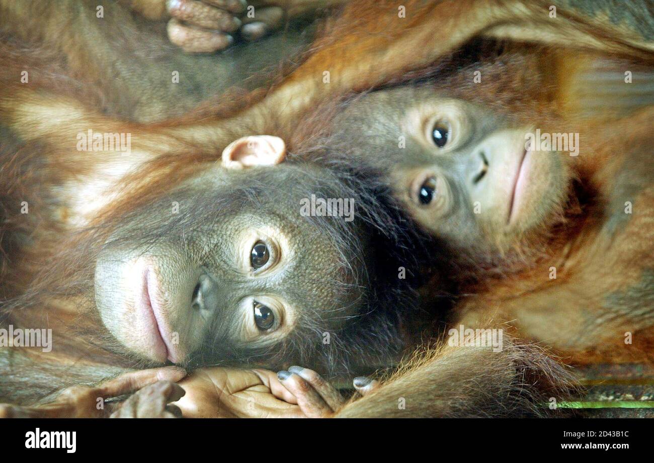 Photo Taken 11jan04 Orangutans Hold Each Other At The Sepilok Orangutan Rehabilitation Center In The Malaysian State Of Sabah On Borneo Island On January 11 2004 The Accepted Estimate For