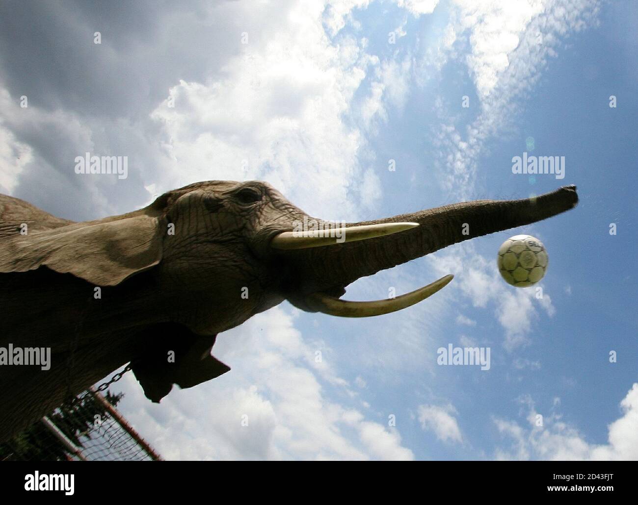 Elephants at a circus hi-res stock photography and images - Page 8 - Alamy