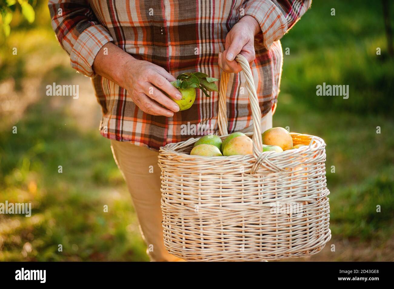Woman holding wicker basket hi-res stock photography and images - Alamy