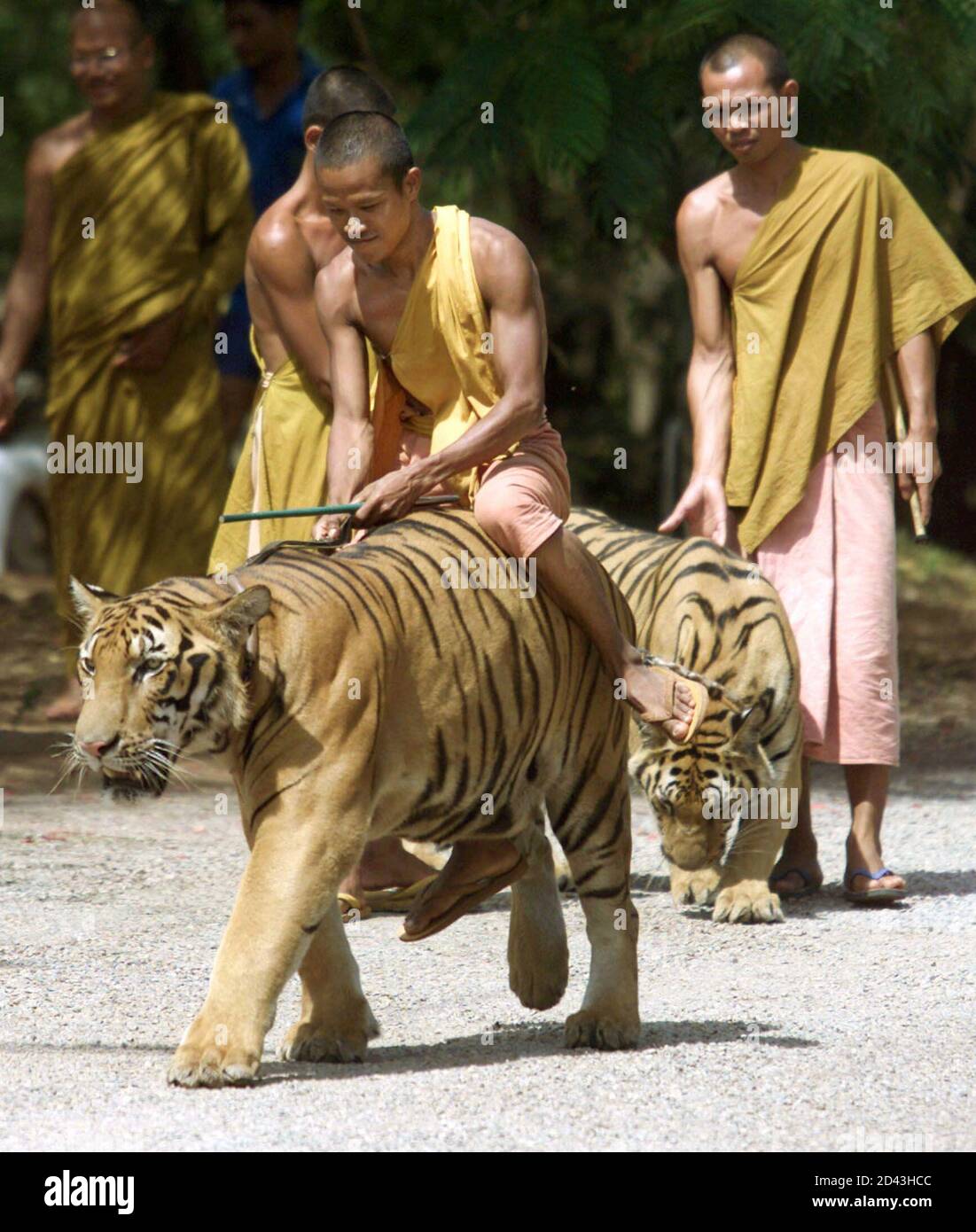 A Thai Buddhist Monk rides an asian tiger as fellow monks take the other  animals for their daily walk at the Wat Pa Luangtabua temple in Sai Yok,  western Thailand, on May