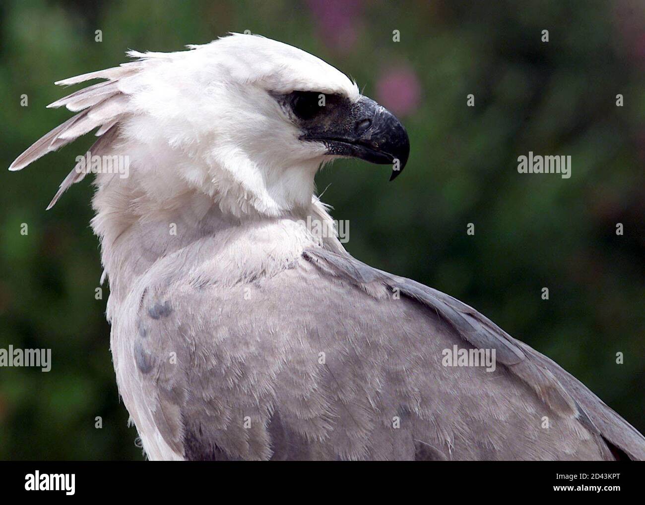 The National Bird Of Colombias Majesty Harpy Eagles Incredible Survival Story - 635fe5r