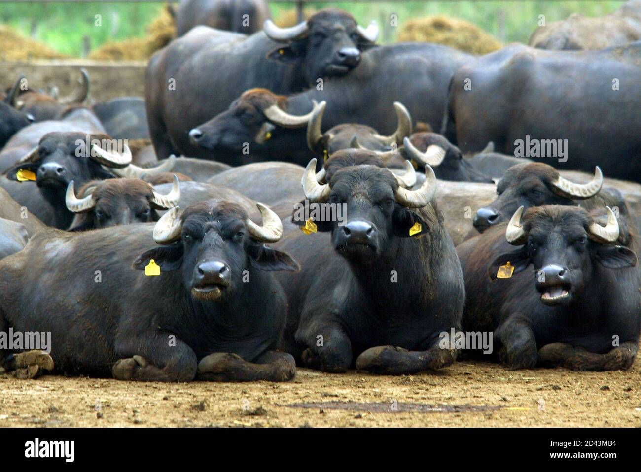 A herd of buffalo rest at 'Fierro' farm in Montegiove, southern Italy. Ten years ago, to most mozzarella simply a cheese to put on pizza, and outside of Italy