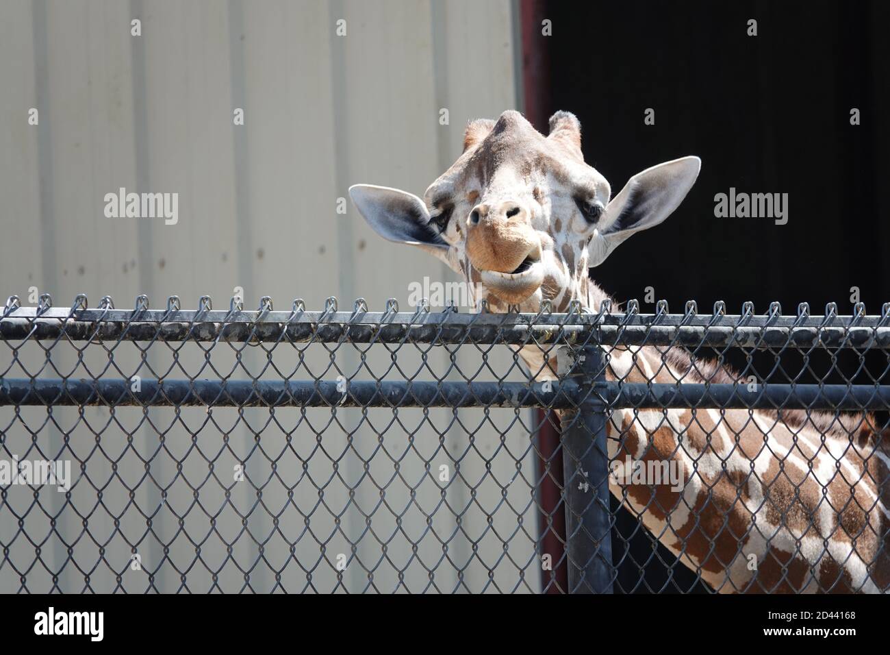 Giraffes stroll their enclosure at the Wildlife World Zoo in Arizona Stock Photo