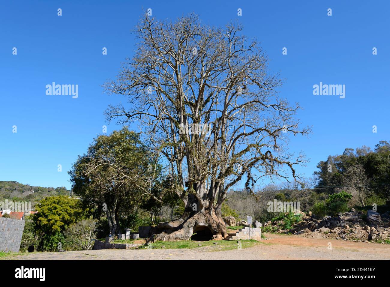 Big tree Maria Mole (Umbu Tree) at Caminho das Pedras, Serra Gaucha. Stock Photo