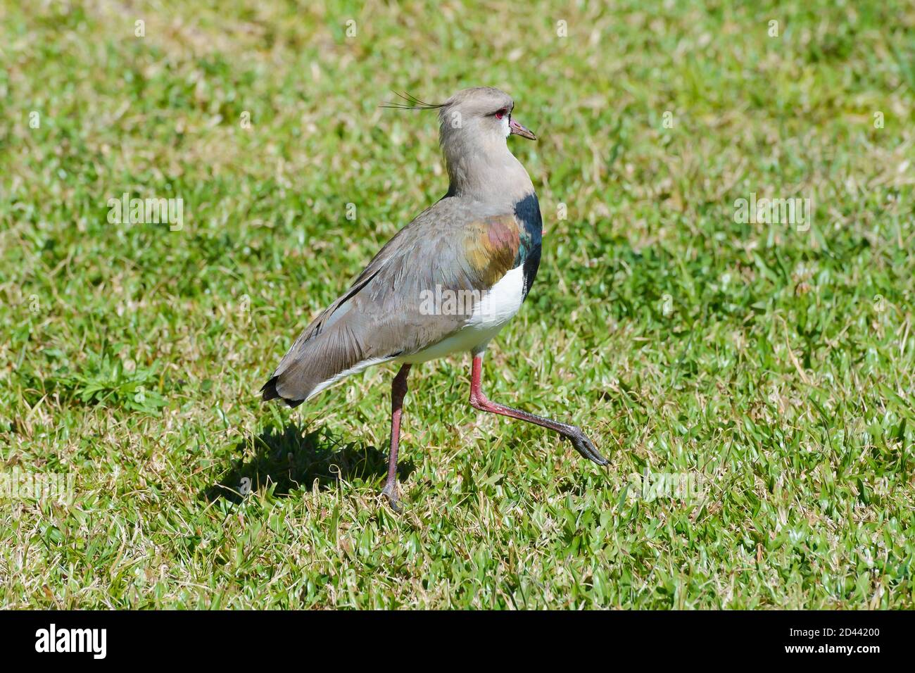 Southern lapwing wader (Vanellus chilensis), one of the symbols of the Brazilian state Rio Grande do Sul and national bird of Uruguay. Stock Photo