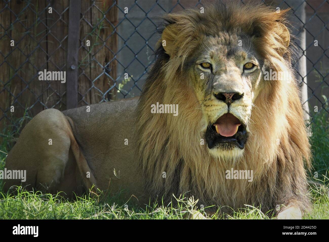 Wildlife world zoo arizona hi-res stock photography and images - Alamy