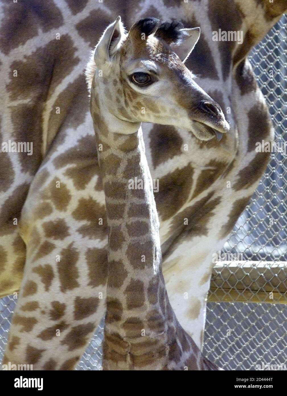 A male baby giraffe stands in front of his mother, Amber, at the Santiago  Zoo January 25, 2002. The giraffe (Girafa camelopardalis) was born in the  zoo on January 16, 2002, weighing