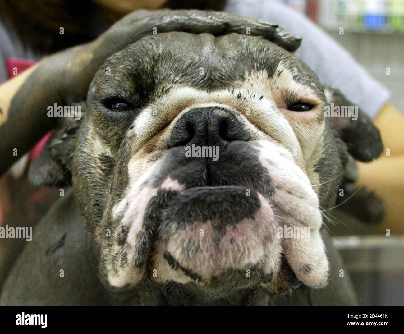 Download A Mud From The Dead Sea High Resolution Stock Photography And Images Alamy PSD Mockup Templates