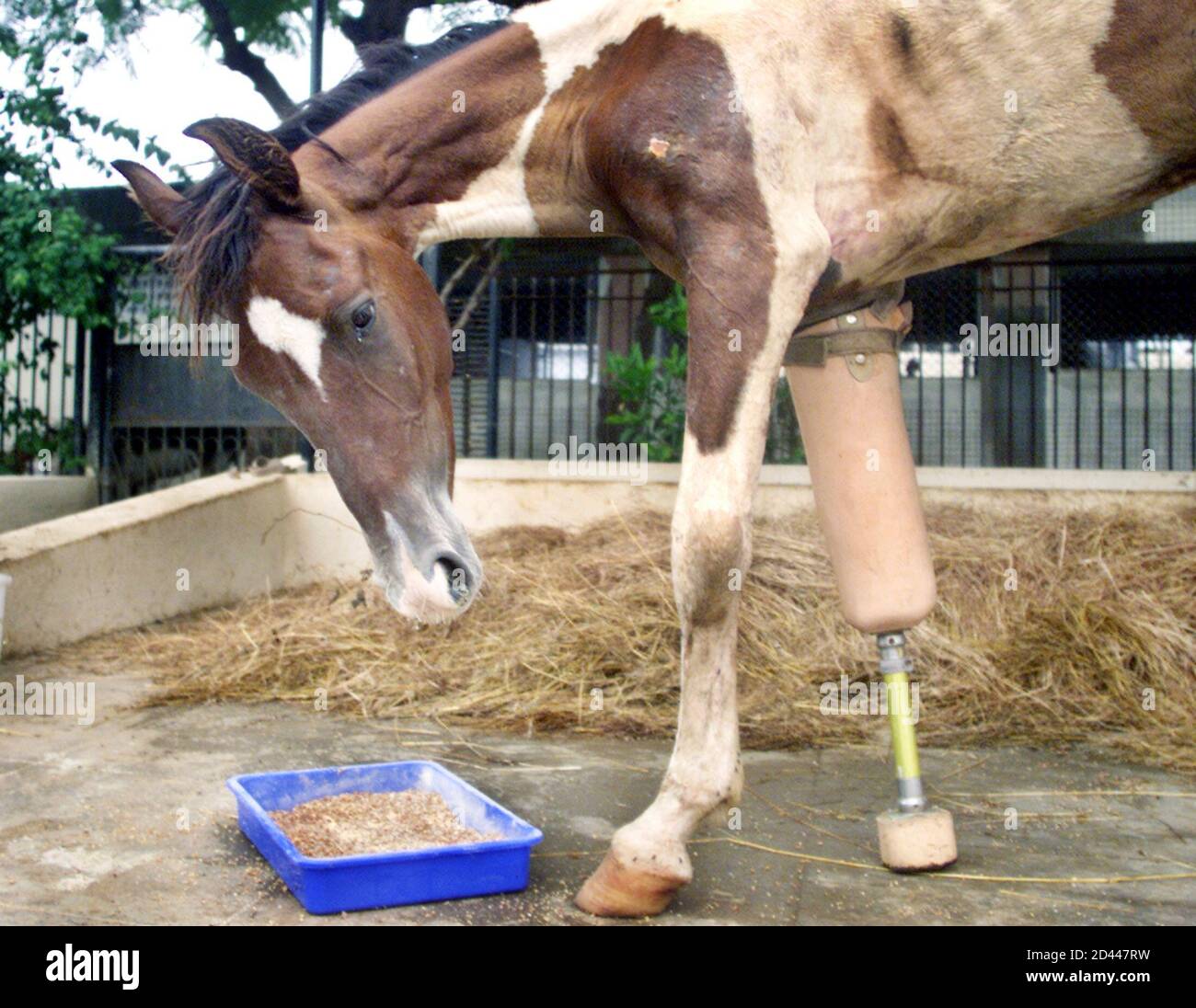Bleeding wound on a leg hires stock photography and images Alamy