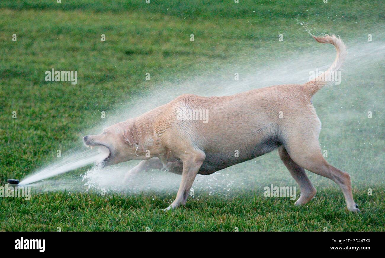 Can A 13 Year Old Dog Be In Heat