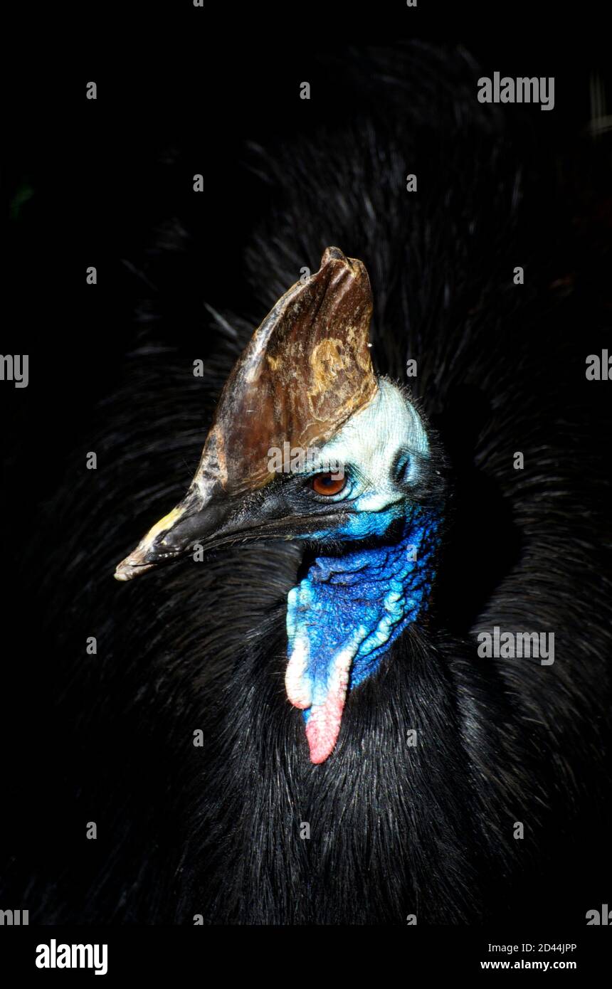 Cassowary caught in a shaft of sunlight in the dark of the forest. A large tropical bird, related to the Emu, they ferociously defend their territory. Stock Photo
