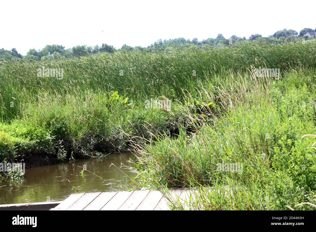 Landscape of a freshwater marsh at the Russell W. Peterson Wildlife Refuge in Wilmington, Delaware Stock Photo