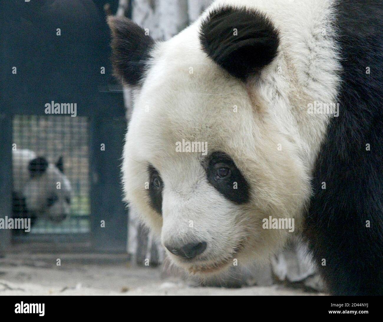 Pandas r
