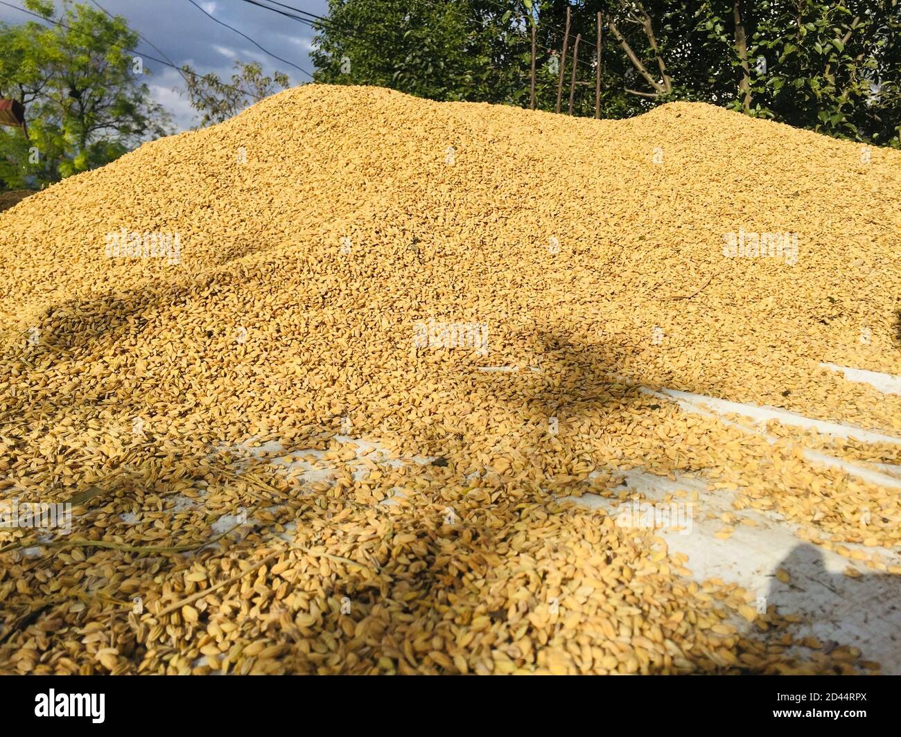 Mountain of rice grain ,Drying of the rice grain in the sunlight after