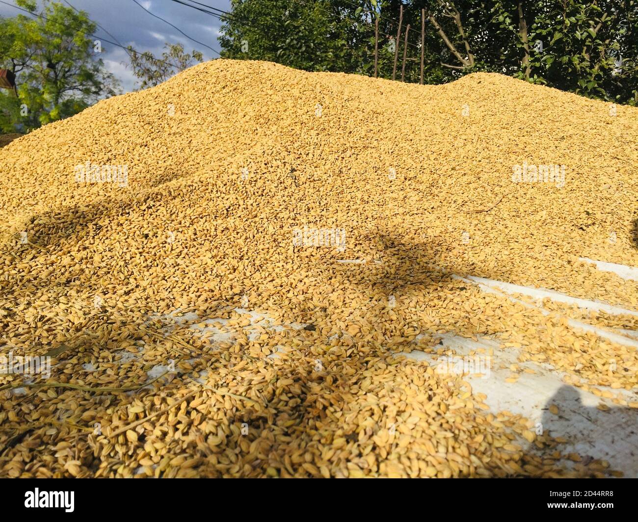 Drying of the rice grain in the sunlight after harvest.traditional