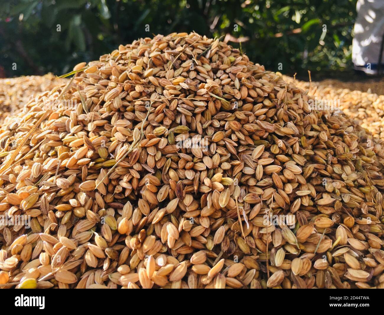 Drying of the rice grain in the sunlight after harvest. traditional