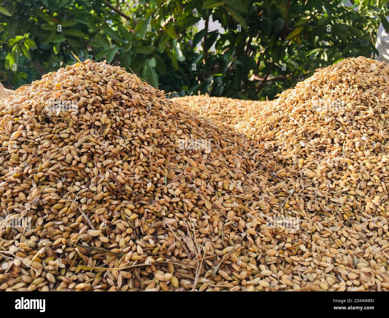 Grain drying hires stock photography and images Alamy