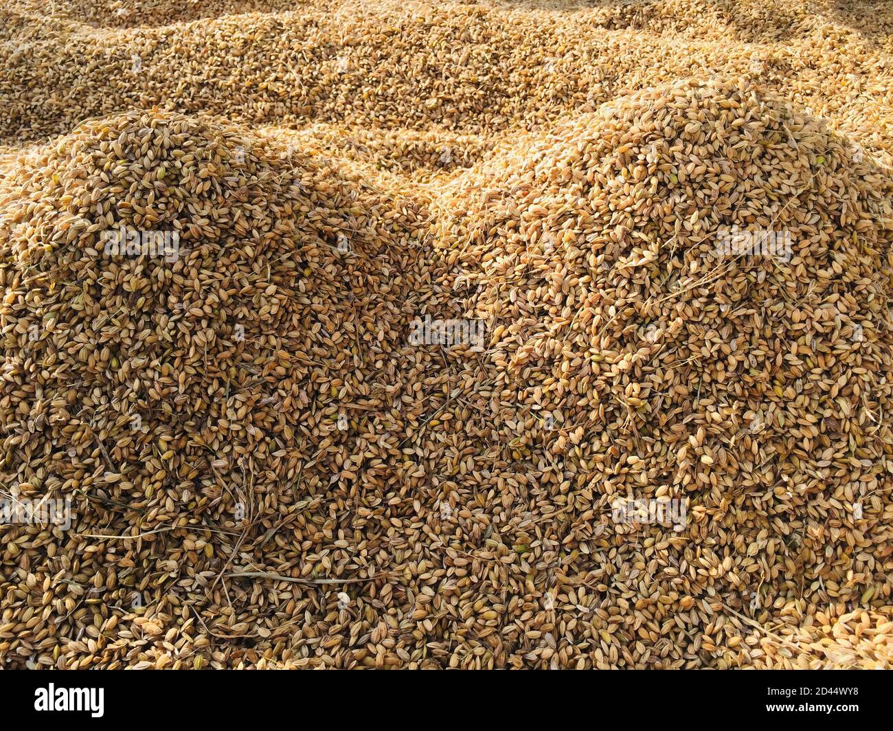 Drying of the rice grain in the sunlight after harvest.traditional