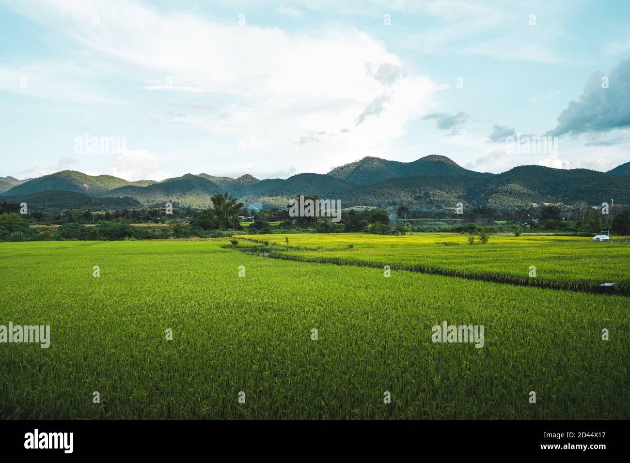 Green rice fields in the rainy season In the countryside Stock Photo ...