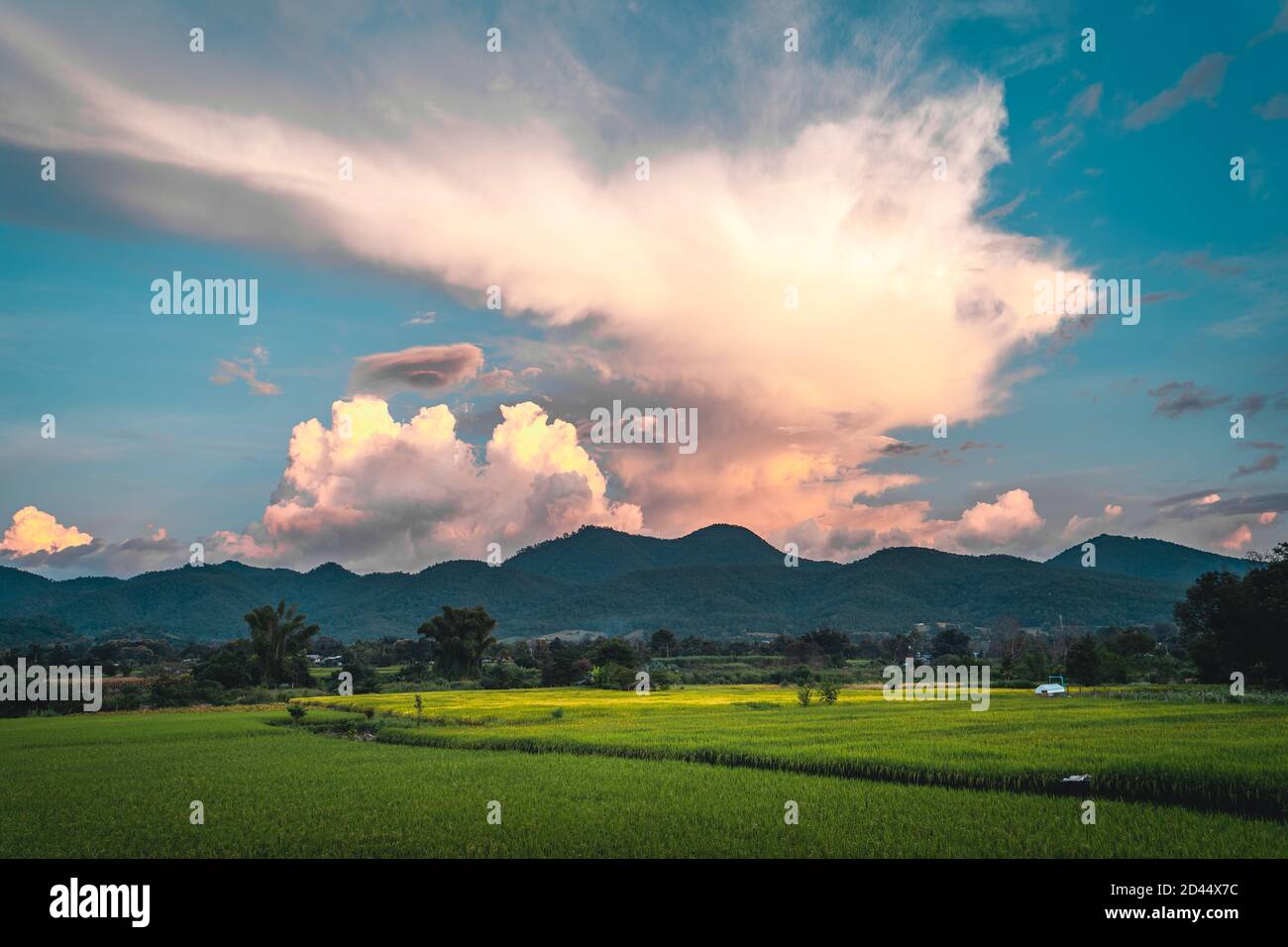 Green rice fields in the rainy season In the countryside Stock Photo ...