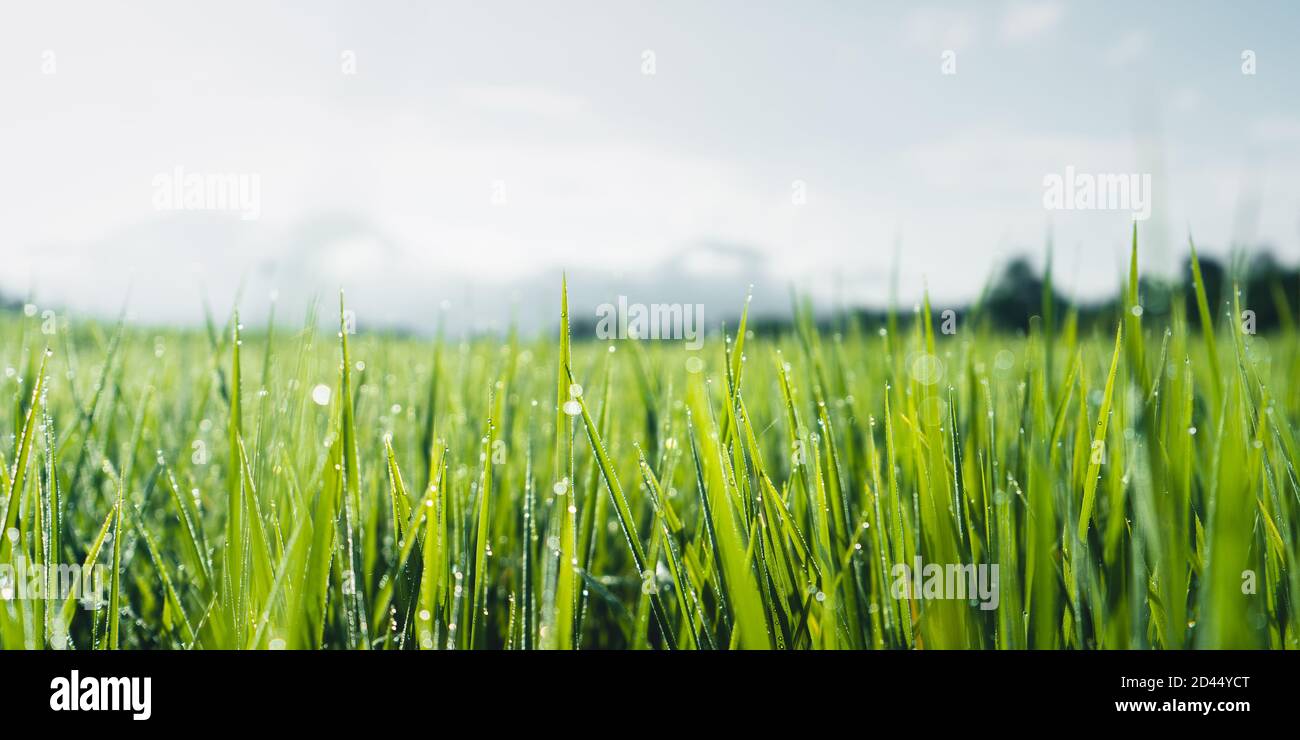 Green rice fields in the rainy season In the countryside Stock Photo ...