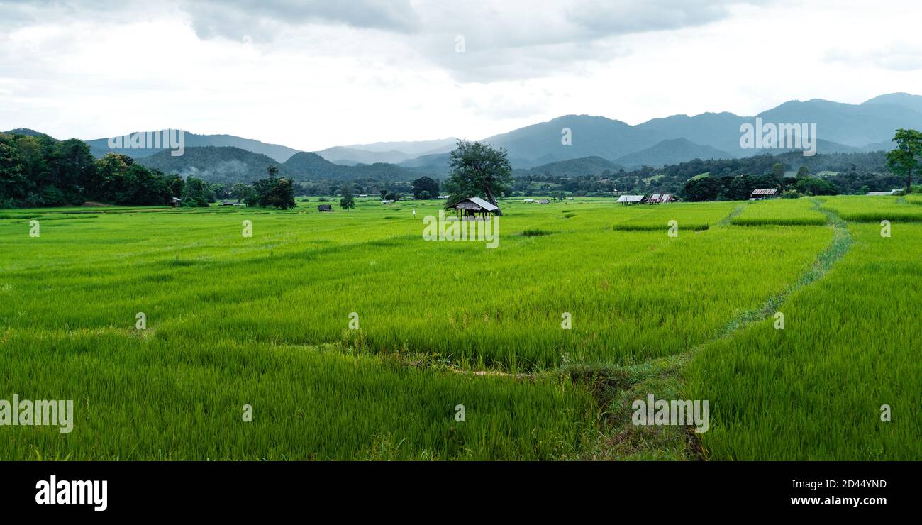 Green rice fields in the rainy season In the countryside Stock Photo ...