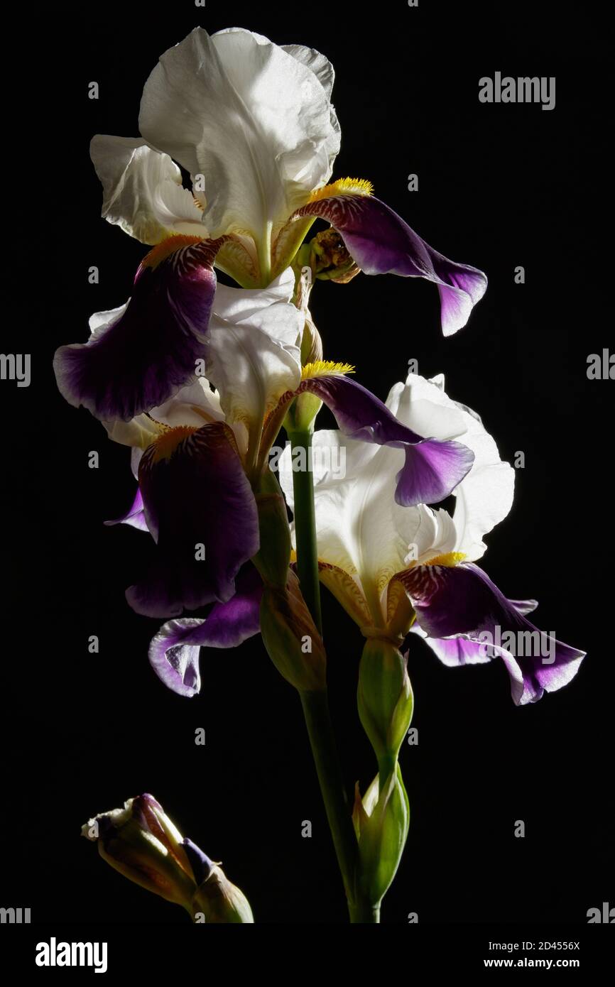 Iris flowers backlit isolated on a black background Stock Photo