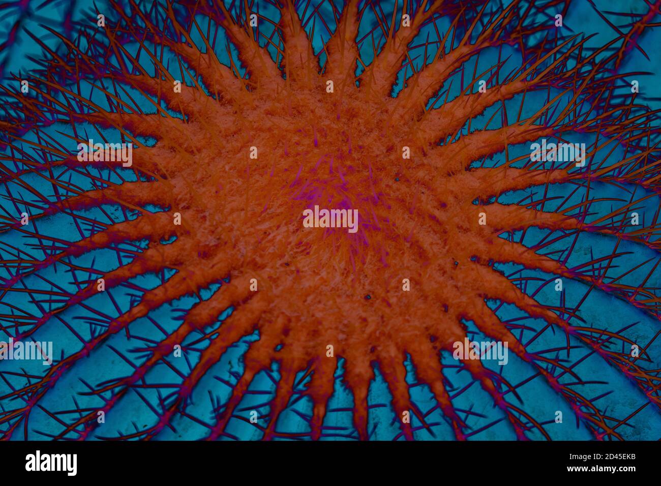 Abstract cactus texture background in blue and red Stock Photo