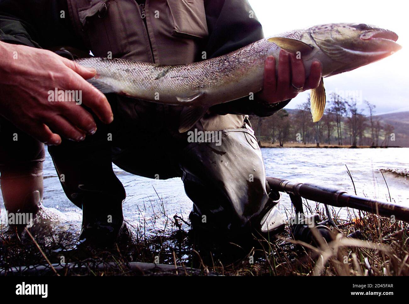 Fisherman prepare to put back a Salmon Kelt on the official start of