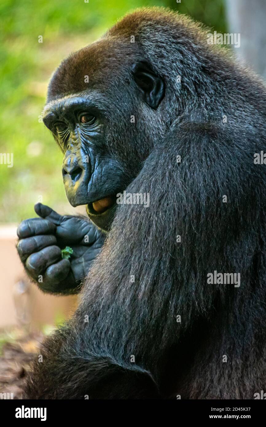 Western lowland gorilla at Busch Gardens Tampa Bay in Tampa, Florida. (USA) Stock Photo