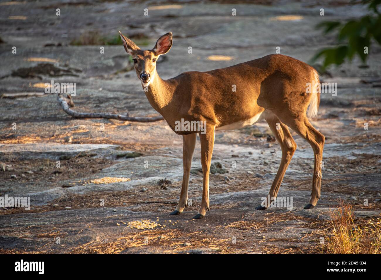 Free raoming white-tailed deer at Stone Mountain Park near Atlanta, Georgia. (USA) Stock Photo